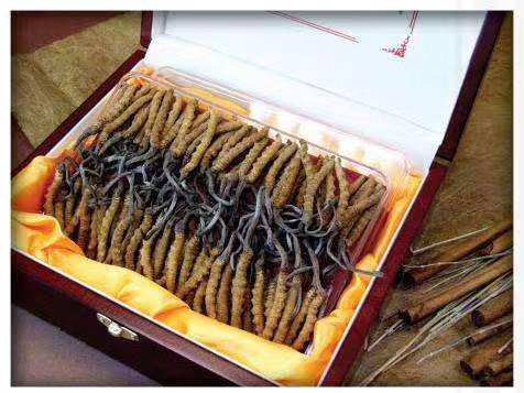 新丰冬虫夏草回收